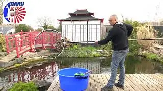 TOPO sur la manipulation d'un Koi avec une épuisette