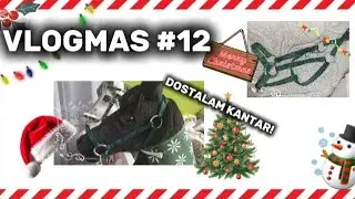 🎅 VLOGMAS #12 | DOSTAŁAM KANTAR!|#hh #horse #hobbyhorse #hobbyhorses #vlogmas2025 #vlogmas2025🎄❄️🌨☃️