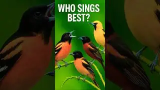 Baltimore Oriole & American Orioles &ndash; Authentic USA Bird Songs | Backyard Birds Chirping (No Music)