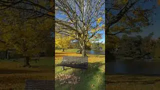 Autumn Magic: Autumn Vibes:Colors, Calm, and Cozy Days #shorts #autumn #nature #naturelovers #reels