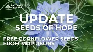 UPDATE - Morrisons free Cornflower seeds | EVERBEE - Ldn: GARDEN
