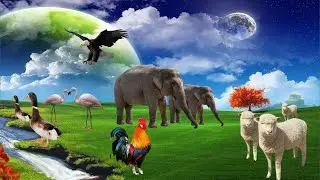 learn the types of animals, animal names, animal sounds ///chickens, ducks, sheep, eagles and others