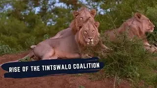 The Rise of The Tintswalo Lion Coalition - Born in 2 different Prides joined Forces