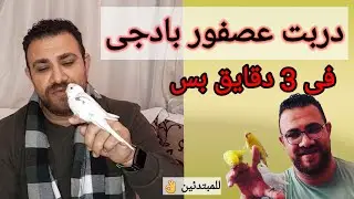اسهل تدريب للطيور 🦜فى اسرع وقت للمبتدئين 👌