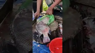 🔴 Fresh Fish Cutting Live | Daily Fish Market Big Fish Cleaning and Cutting Process