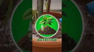 Plant Boaster🌿💚❄️💐#garden #gardening #plants #tree #flowers #nature #farming