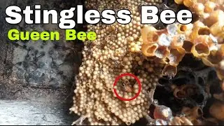 Stingless bee /Ngap Dkai dang shu dep pynkha 