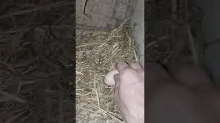 morning egg collection