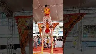 Kỹ Năng Mai Hoa Thung Cực Hay/LSR Phước Anh Đường #liondance #mualan #shorts #mualansurong