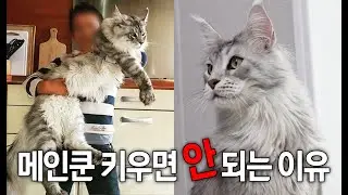 메인쿤 키우지마세요 (몸길이만 130cm...😨)