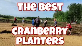 🔴PLANTING CRANBERRY VINES on our Wisconsin Cranberry Farm | Farm Wife Vlog