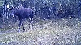 Big Bull Moose on the Cutline: Part 1
