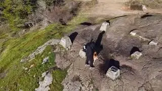 Dog above the fog. 