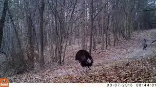 Trail Cams Video Potomac Highlands West Virginia 2017 2019