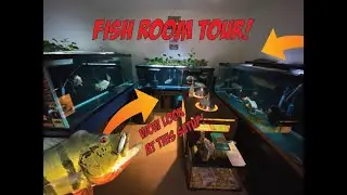 HUGE FISH ROOM TOUR! (LONG AWAITED!) | WITH PAULS PREDATORY FISH!