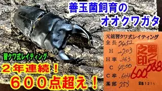 オオクワガタ（昆虫）善玉菌飼育「習クワ式レイティング」で２年連続600点越え！！