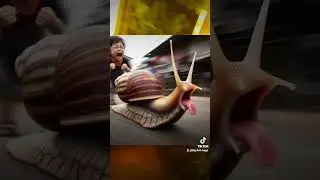 Swamp animals have a run art 🎨 with sound