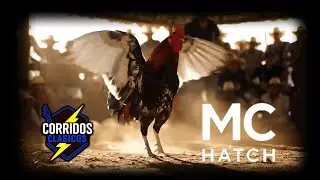 El Corrido del MC Hatch 🐓 | El Legado del Matón de Ciudad Juárez | Corrido base