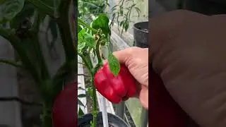 🍅 I GREW THIS GIANT RED PEPPER&hellip; AND IT&rsquo;S HEAVIER THAN MY PHONE! 😱 #PepperHarvest #GardeningASMR