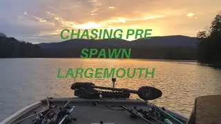 Lake Adger Chasing Prespawn Bass