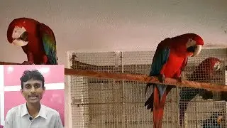 How to get Parrot's and Bird's DNA Certificate and Pay Money to DNA Testing Laboratory