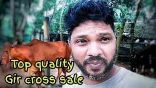 Gir cross best environments friend cow for sale | farmer support channel | gir cow farming 
