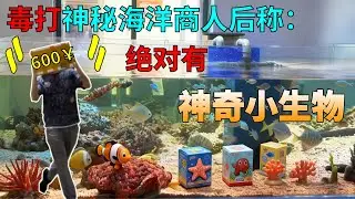 将神秘海洋商人暴打一顿后，消费600块买了海洋生物盲盒，说一定有神奇的小生物开来看看吧#诺亚方缸 #海洋生物 #盲盒