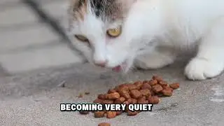 Did You Know?,(Fun facts about cats) #funfacts  #foryou #cat #relatable #kids #learning #newcreator 