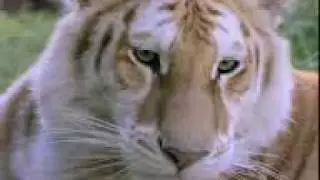 Sita the tiger- from cub to adult