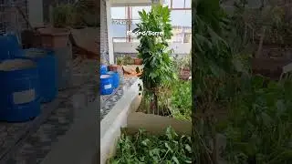 Gardening69#shortsfeed#shortsviral  #viral#shorts#shortvideo#organic#yt#food#motivation#Sorrel#food
