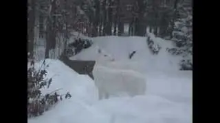 Beautiful Boulder Junction, WI ~ Ghost Deer in the Snow 2013
