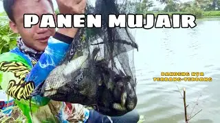 MANCING MUJAIR TEKNIK DASARAN || STRIKE SAMPAI KEWALAHAN