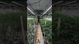 Advanced Grow Lighting for Indoor Horticulture | Flexstar PRO LED Grow Light