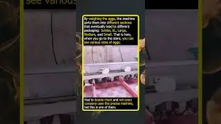 The Secret Machine Behind Your Egg Carton