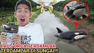 A VIRAL ORCA WHALE FOUND STRANDED IN A RIVER, Caught by a DRONE | Mikael TubeHD