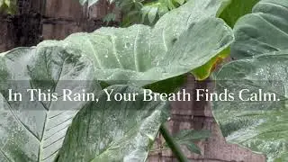Peaceful Daytime Rain with Piano & Violin | Calm Your Mind, Sleep Deeper🌧️🌧️🍃