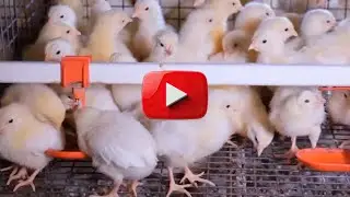 FTGU#1355 Poultry Exports