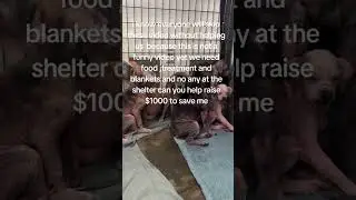 please consider donating to help our rescue dogs #canada #usa #uk ##rescuedog ##viral #fyp #help
