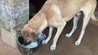 Dog snacks mixed with water #youtubeshorts #dog #dogbreed #reptiles 