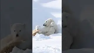 Polar Bears Chilling: Nature's Majestic Giants