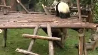 Panda battle: king of the hill