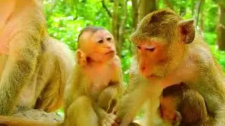 ...SO CUTE MONKEY...!