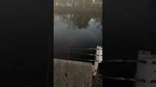 #charlesriver #massachusetts #boston #fishing #bassfishing #bigcatfish #bass #fish #bostonriver