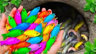 Catch beautiful aquarium fish in small pond baby turtles, koi, pencil fish, guppies blue, iguanas🐠