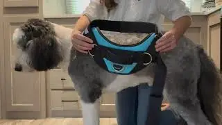 ShawnCo Essential Dog Harness, No Pull Pet Vest with 3 Leash Clips, No Choke, Reflectiv