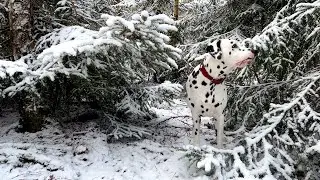 Schnee im Wald ❄️ Unser langer Waldspaziergang mit Hund im Winter