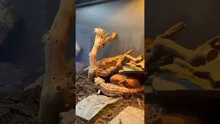 Lil Char Char is about to shed. #shorts #reptiles #beardeddragon #lizard #pets #cute