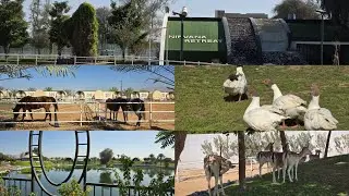 Nirvana A Retreat-Back to nature -animal resort|Best nature escape in UAE|Ostrich,goose,oryx &horses