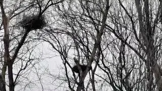 beautiful Grey Herons nesting. #herons #greyherons #birds #birdlovers #birdphotography #birdnests