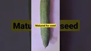 ridge guard seeds collection.   #ridgeguard #plantshorts  #vegetablegarden #vegetableshorts